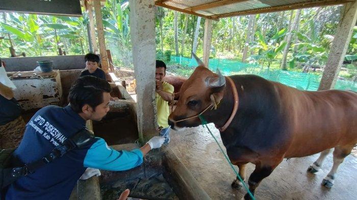 Dua ekor sapi milik peternak bernama Riadi terpilih kandidat sapi kurban Jokowi untuk dikurbankan Idul Adha nanti