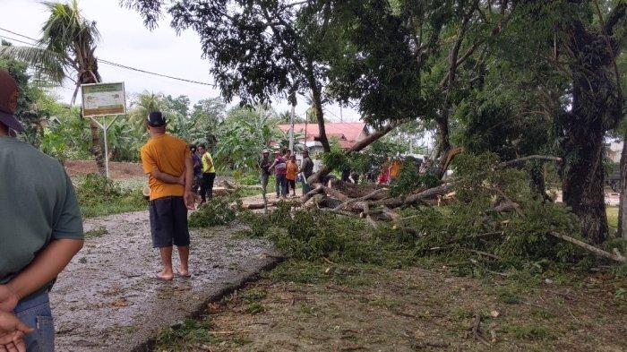 Akibat cuaca buruk, sebuah pohon tumbang depan Polsek Wolio, Kelurahan Waliabuku, Kecamatan Bungi, Kota Baubau, Sulawesi Tenggara, Sabtu(20/1/2024).