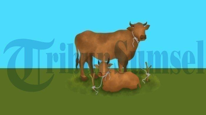 ILUSTRASI HEWAN KURBAN - Inilah Apa Hukum Menjual Daging Kurban, Diperbolehkan atau Haram? Begini Penjelasan para Ulama