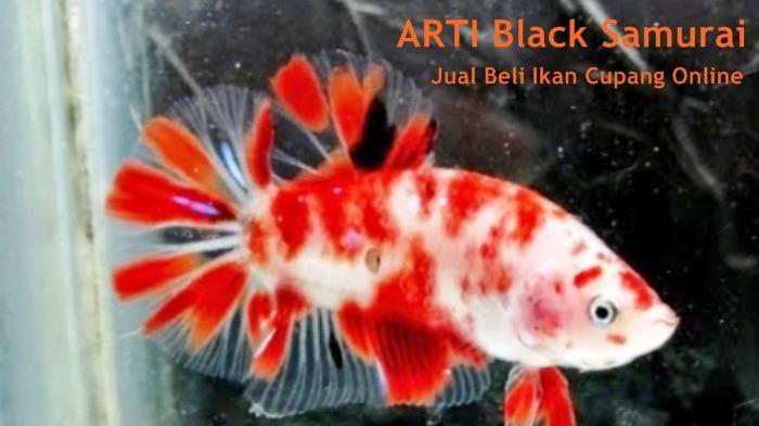 ARTI-Black