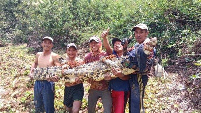 Buaya berukuran 3 meter ditangkap warga di Sungai Lempuing, Kabupaten Ogan Komering Ilir, Provinsi Sumatera Selatan.