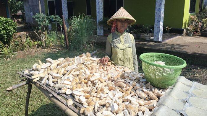 Mbah Inah salah seorang warga Desa M Sitiharjo Kecamatan Tugumulyo, Musi Rawas saat menjemur bahan utama pembuatan nasi tiwul.