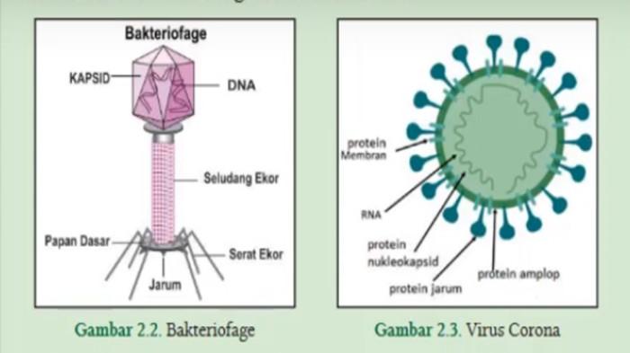 Gambar 2 Bentuk Virus yang Berbeda, Buku IPA Kelas 10 Halaman 35