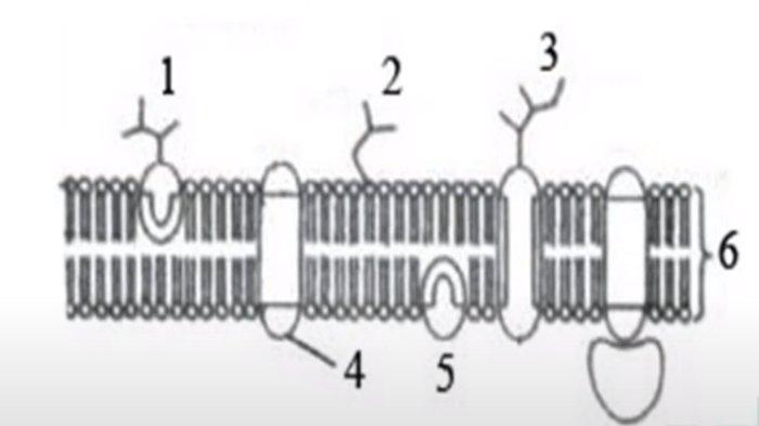 Gambar Soal Nomor 5 Contoh Soal Biologi Kelas 11
