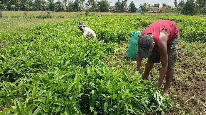 Petani sayuran jenis kangkung di Kabupaten Musi Rawas, Sumsel saat sedang membabat habis tanamannya untuk dijadikan pakan ternak, Minggu (13/10/2024). 