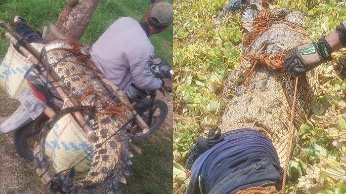 Buaya 3 Meter Ditangkap Warga Di Sungai Lempuing OKI