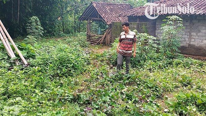 Lokasi terkaparnya nenek Trinem di kebun belakang rumah di Dukuh Randualas, Desa Sendangrejo, Kecamatan Klego, Minggu (11/2/2024).