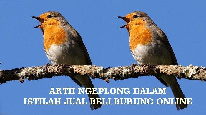 Arti Ngeplong Istilah Jual Beli Burung Online, Inilah Istilah Lainnya