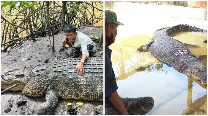 Pak Ambo Marah Besar, Buaya Riska Dipindahkan Tanpa Sepengetahuannya, Kini Tak Bisa Lagi Dilihat