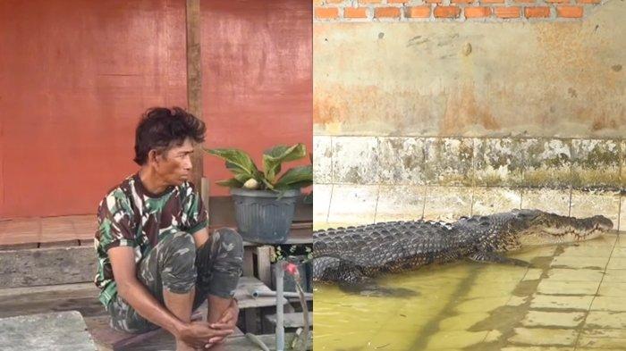 Pak Ambo Menangis Buaya Riska Ditangkap BKSDA