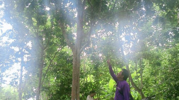 Petani sedang merawat kebun duku di Plemahan