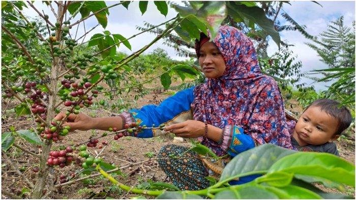 Dulu Kucingkucingan, Sekarang Jadi Sumber Cuan Petani Desa Agung