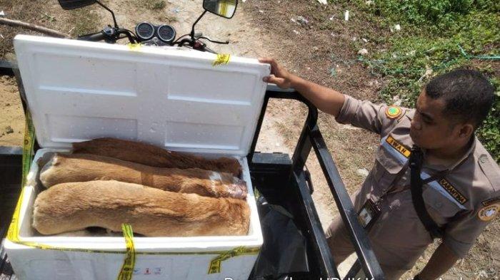 Ilustrasi. Petugas menunjukkan daging anjing yang akan dimusnahkan setelah pemilik tidak mampu menyertakan surat izin atau memulangkan daging ke tempat asalnya. Badan Karantina Indonesia Maluku memusnahkan 800 kilogram daging anjing dan dua ekor ayam dari Baubau Sulawesi Tenggara pada Jumat (24/11) karena barang-barang itu masuk tanpa surat sehingga dimusnahkan untuk menghindari penyebaran dan kontaminasi penyakit.
