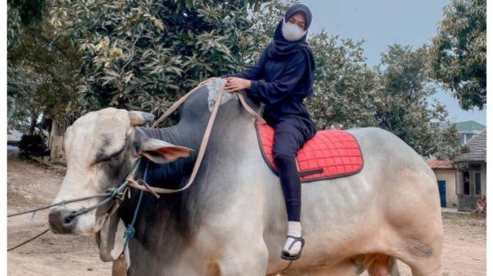 Sapi Kurban Ria Ricis