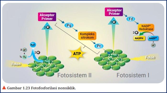Soal Biologi Kelas 12 Halaman 34 Kurikulum Merdeka, Aktivitas 1.14.