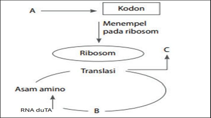 Soal nomor 9 Biologi Kelas 12 Kurikulum Merdeka Halaman 113-117.