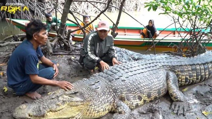 Tangkapan layar momen kedekatan Pak Ambo dengan buaya Riska.
