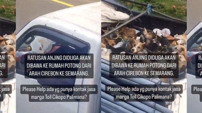 Viral Video Truk Isi Ratusan Anjing Diduga ke Rumah Pemotongan Untuk Jadi Makanan, Ini Kronologi