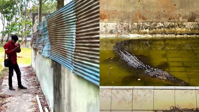 kondisi terbaru Buaya Riska selama berada di penangkaran Teritip Balikpapan. kian stres hingga tidak bergerak leluasa seperti saat di sungai Guntung