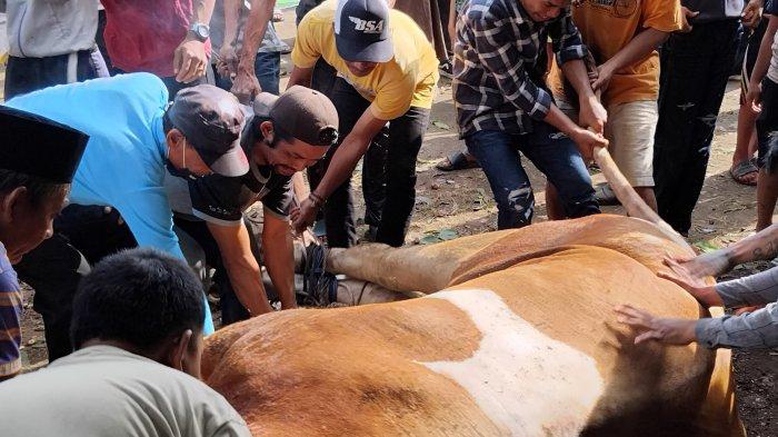 SAPI KURBAN -- Warga dan panitia gotong royong mendorong sapi kurban Presiden Prabowo yang sudah disembelih hendak dibawa ke tenda pemotongan, Sabtu (7/6/2025). Panitia siapkan 600 kupon.