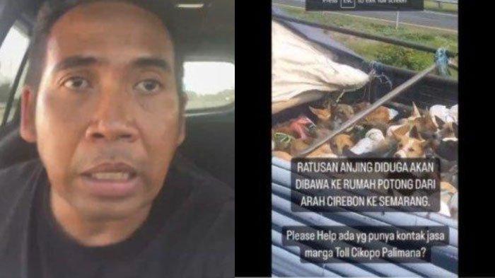 seorang aktivis binatang yang melarikan diri usai penyamarannya dibongka oleh tukang jagal anjing