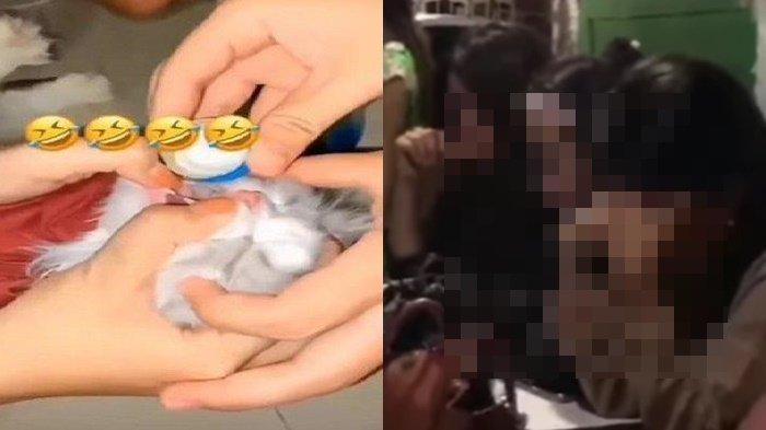 Tiga wanita bernama Syinita Ade Putri (24) Lenni Marlina (25) dan Sisri Annisa Wahida (22) mencekoki kucing dengan miras di indekosnya, di Kota Padang, Sumatera Barat.