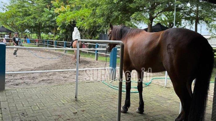 ASYIK BERKUDA - Pelatih, Umar Abu Faruq saat mengajarkan salah satu pengunjung untuk berkuda di Wisata Berkuda Sumber Tawang Stable Horse Riding, Pare, Kediri, Rabu (29/1/2025).  Wisata Berkuda Sumber Tawang Stable Horse Riding yang berlokasi di Jalan Cisadane No.99, Sumberbendo, Kecamatan Pare, Kabupaten Kediri menawarkan pengalaman berkuda yang edukatif dan terjangkau bagi semua kalangan.