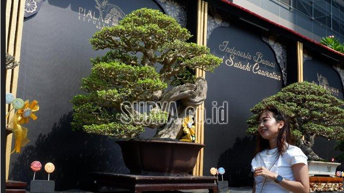 Mengungkap Keindahan Galeri Bonsai Pemenang Kontes Internasional