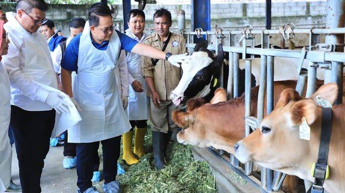 Di Tengah Wabah PMK, Pj Gubernur Jatim Adhy Karyono Tinjau Peternakan ...
