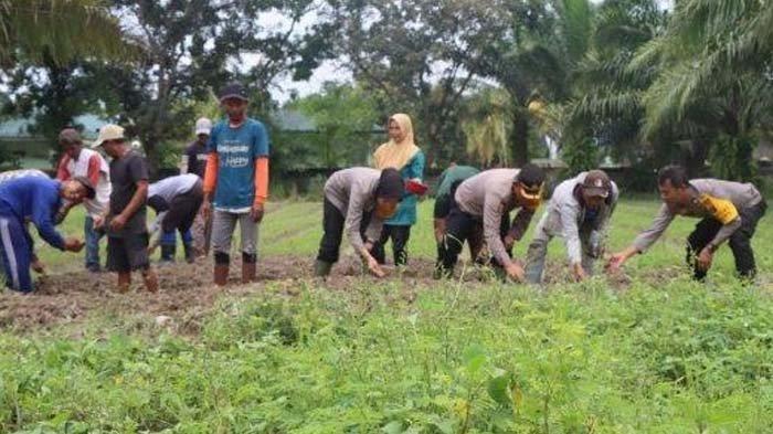 POLRI DAN KETAHANAN PANGAN - Ilustrasi saat Kepolisian Resor Kota Deliserdang meluncurkan Gugus Tugas Polri sebagai bagian dari upaya mendukung ketahanan pangan nasional.