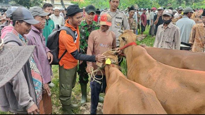 Ribuan Sapi di Bangkalan Pakai Anting Bukan Genit, Tetapi Tandanya ...