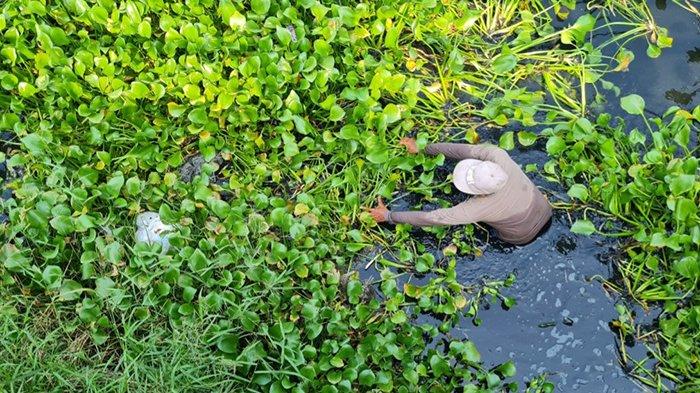 Warga dan petugas membersihkan enceng gondok di Sungai Brantas