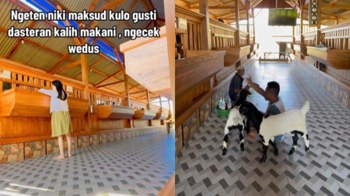 Tengah viral penampakan kandang kambing mewah di Tuban, Jawa Timur.
