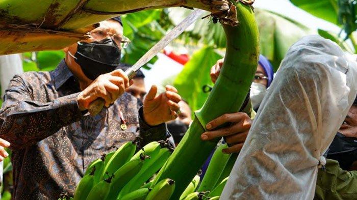 Ponorogo Gemparkan Dunia Perpajakan: Pisang Cavendish Jadi Alat Pembayaran PBB di Desa Bringinan!