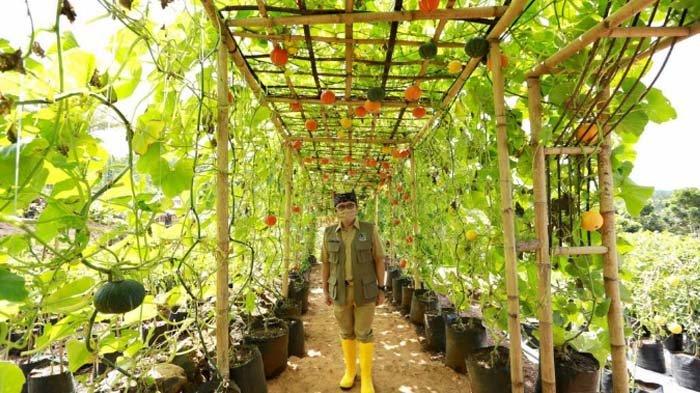 Bupati Anas berada di Agrowisata Tamansuruh (AWT) di Desa Tamansuruh, Kecamatan Glagah, Kabupaten Banyuwangi, Rabu (10/6/2020).