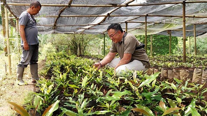 Perkebunan Lidjen di Kecamatan Licin Banyuwangi Rencanakan Peremajaan ...