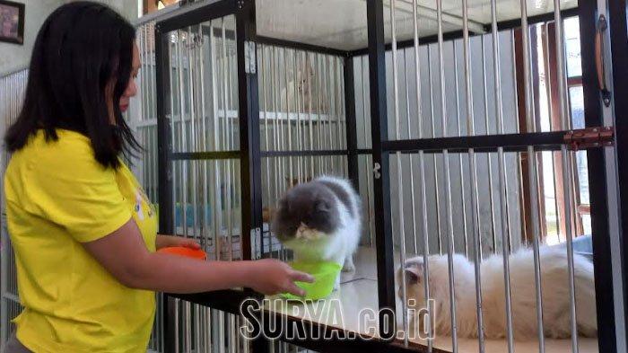 Berawal Dari Hobi Pria Kediri Raup Pundi Pundi Puluhan Juta Rupiah