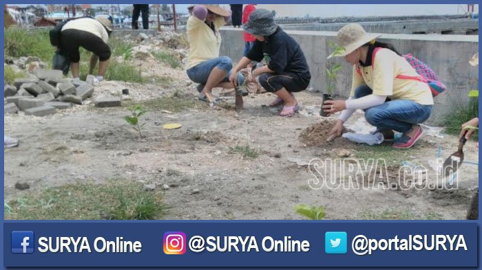 5 Jenis Pohon Pule Paling Banyak Dicari | Macam Pohon Pule | - Tani ...