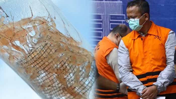Ilustrasi lobster dan Menteri Edhy Prabowo yang telah ditetapkan sebagai tersangka dugaan suap izin ekspor lobster. Kasus tersebut menyeret nama Suharjito selaku pengusaha tajir selaku penyuap Menteri Edhy Prabowo.