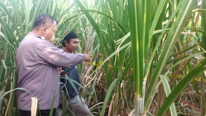 Lokasi penemuan potongan tubuh di kebun tebu
