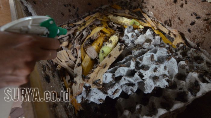 Arti Pertanda Bunyi Jangkrik Pada Pagi Hari, Pertanda Baik!