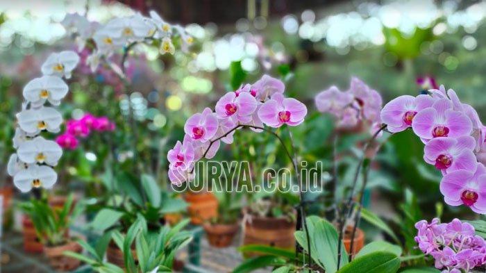 Ilustrasi tumbuhan di Wisata Kampung Anggrek Batu.