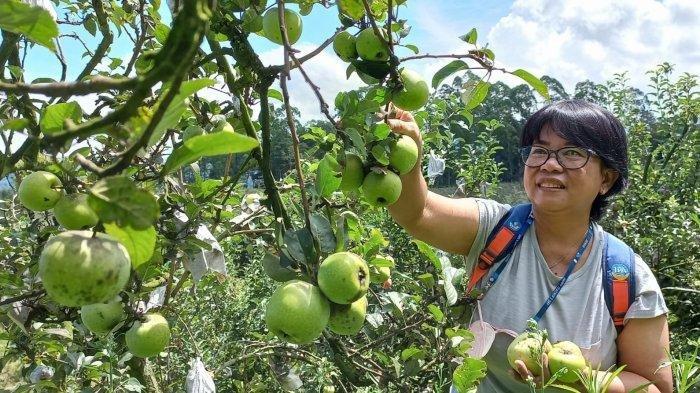 Serunya Wisata Petik Apel Malang di Batu, Cocok untuk Liburan Keluarga saat  Lebaran 2022 - Suryamalang.com