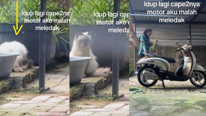 Detik-detik motor wanita meledar saat di starter (kanan), kucing di belakangnya kaget (kiri) 1