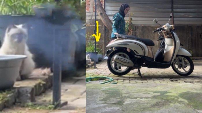 Detik-detik motor wanita meledar saat di starter (kanan), kucing di belakangnya kaget (kiri)