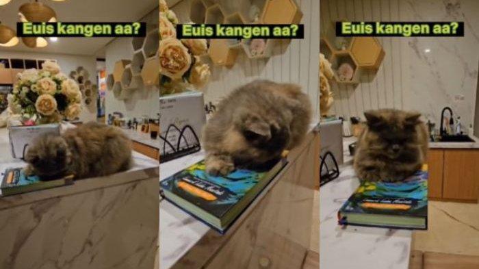 Atalia Praratya tunjukkan kucing kesayangan Eril