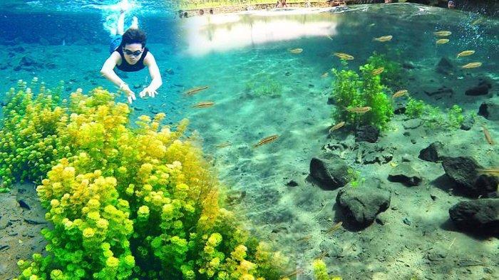 Keindahan Wisata Sumber Sirah Malang, Airnya Sejernih Kaca, Snorkling di Tengah Tumbuhan Bawah Air