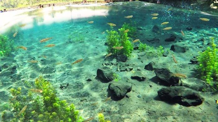 Keindahan wisata Sumber Sirah Malang yang airnya sejernih kaca 1