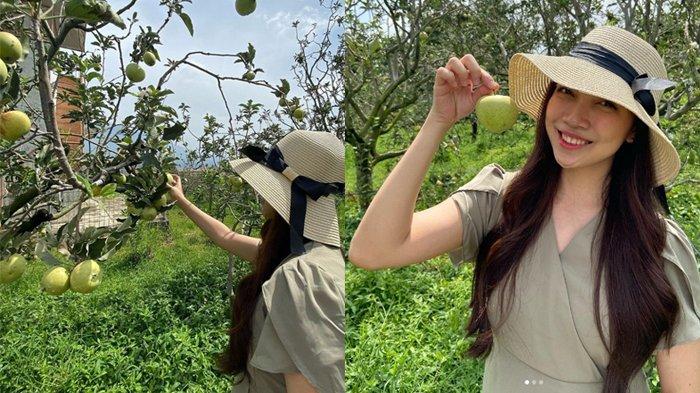 Kusuma Agrowisata wisatawan dapat memetik aneka buah seperti apel dan stroberi