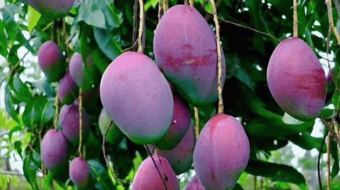 Mangga Miyazaki, mangga termahal di dunia pernah dimakan Nagita Slavina